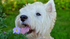 Rasele mici de câini pentru apartamente